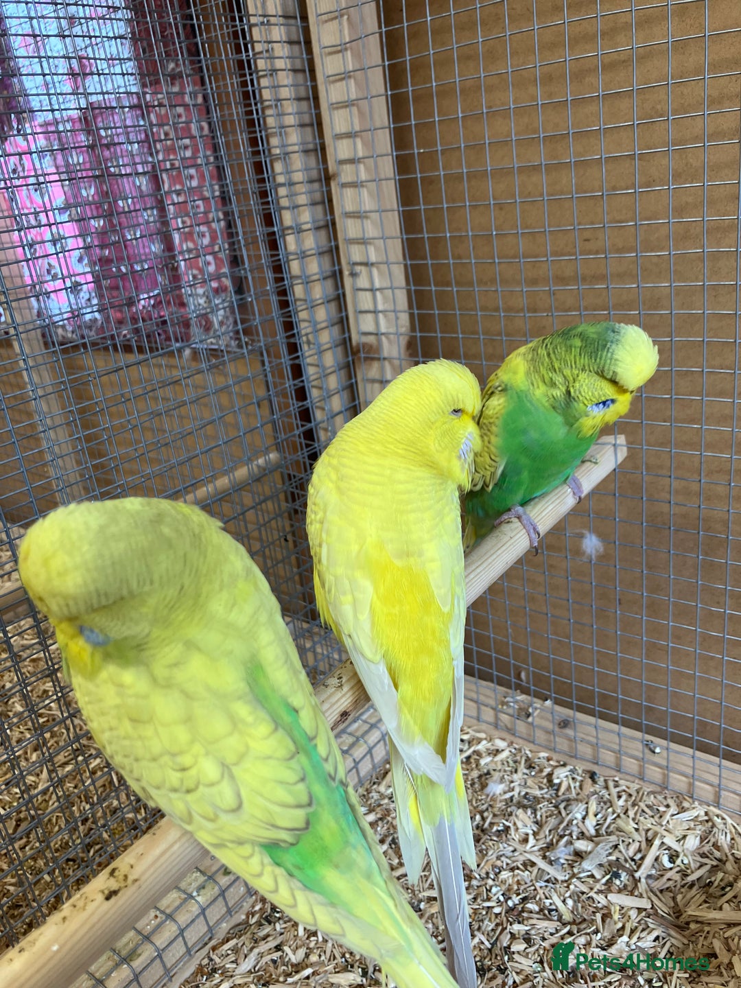 Budgerigars birds for sale: Young & Adult Budgies For Sale - Image 6