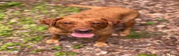 Labrador Retriever dogs for sale: Labrador Puppies  - Advert 1