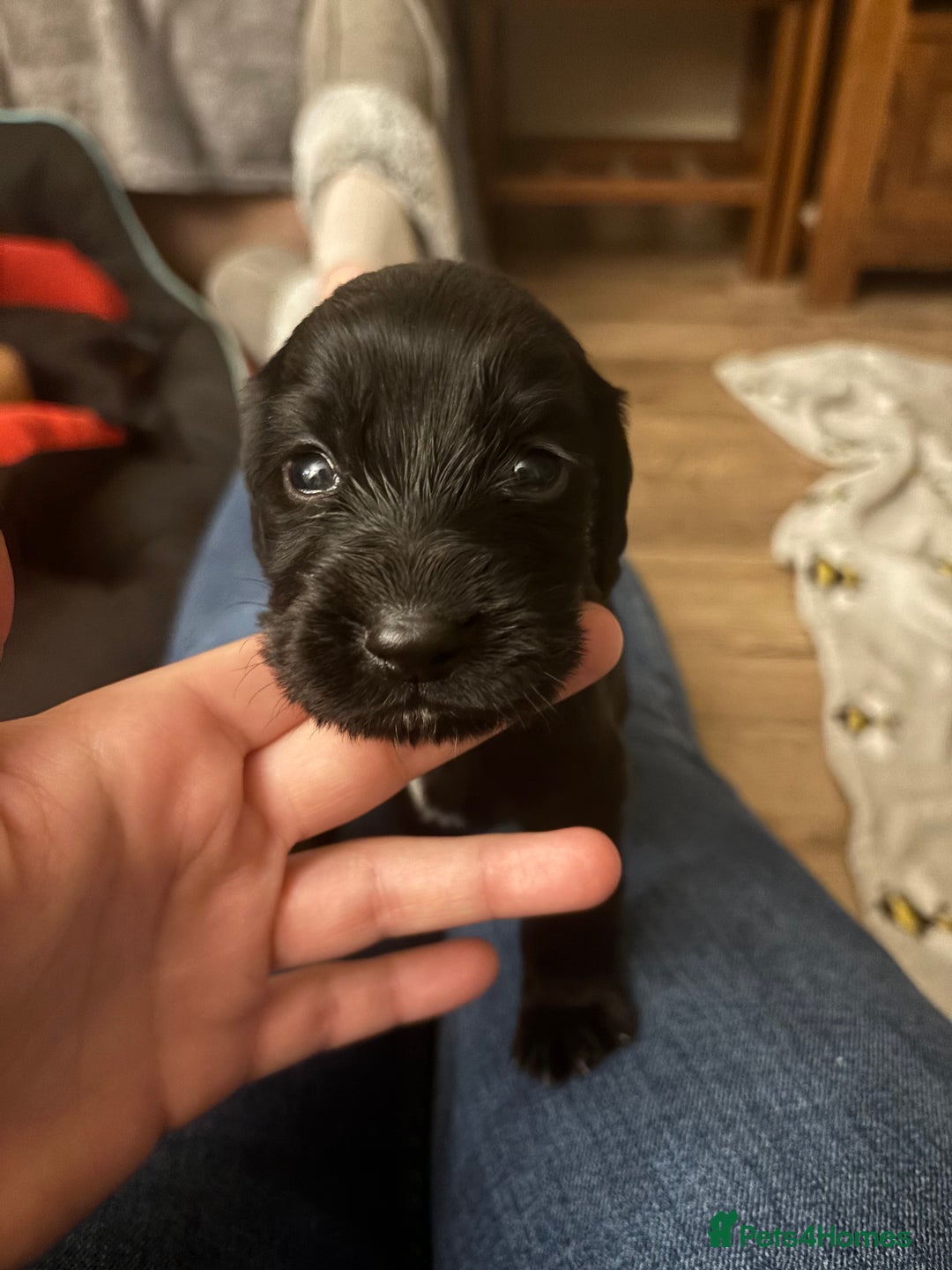 Cocker Spaniel dogs for sale: Working Cocker Spaniel Pups - Advert 7
