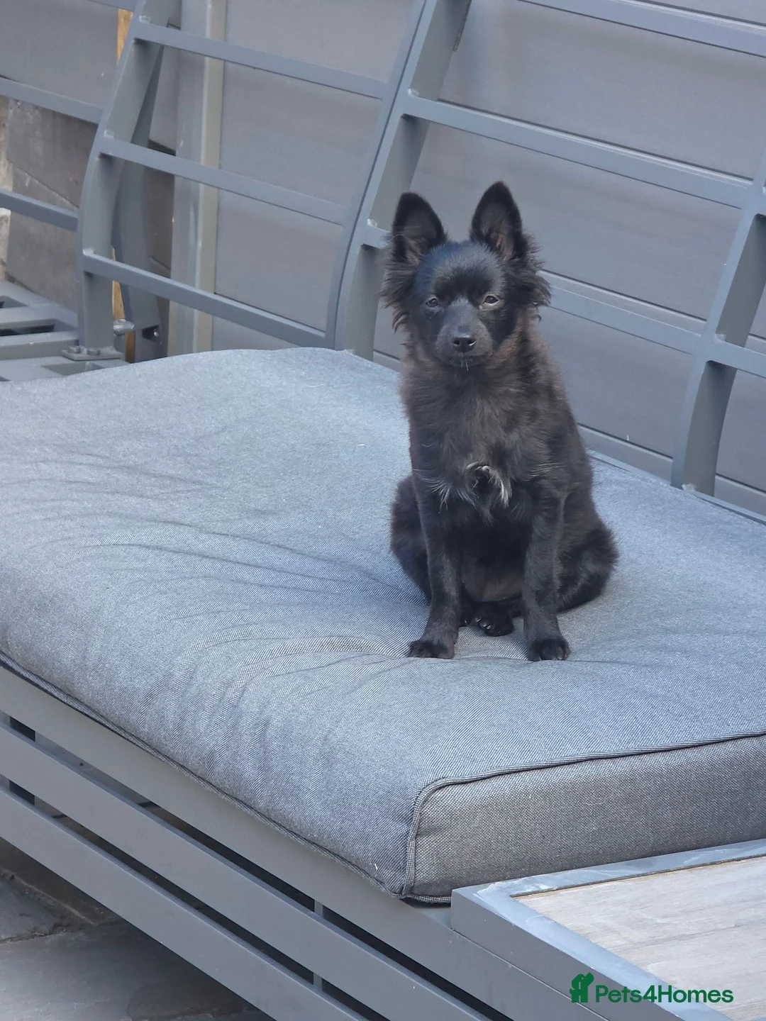 Pomeranian dogs for sale: Beautiful pomeranian  - Advert 1