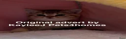 British Shorthair cats for sale: GCCF Registered British Shorthair Kittens Golden🌟 - Advert 33