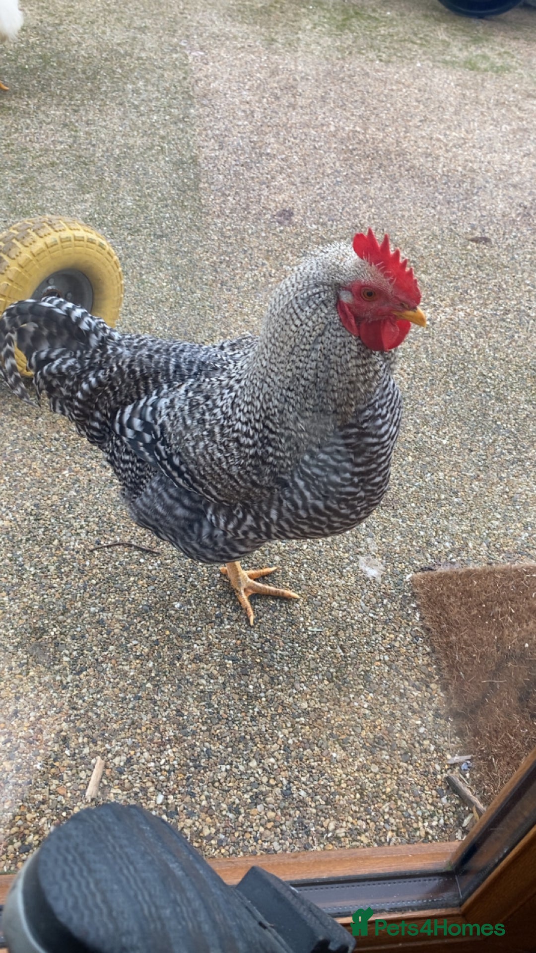 Mixed Breed poultry for sale: 3 x Beautiful Cockerels FREE - Advert 2