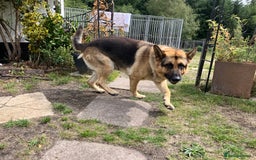 German Shepherd dogs for sale: GSD German Shepherd x Australian kelpie protector - Image 6