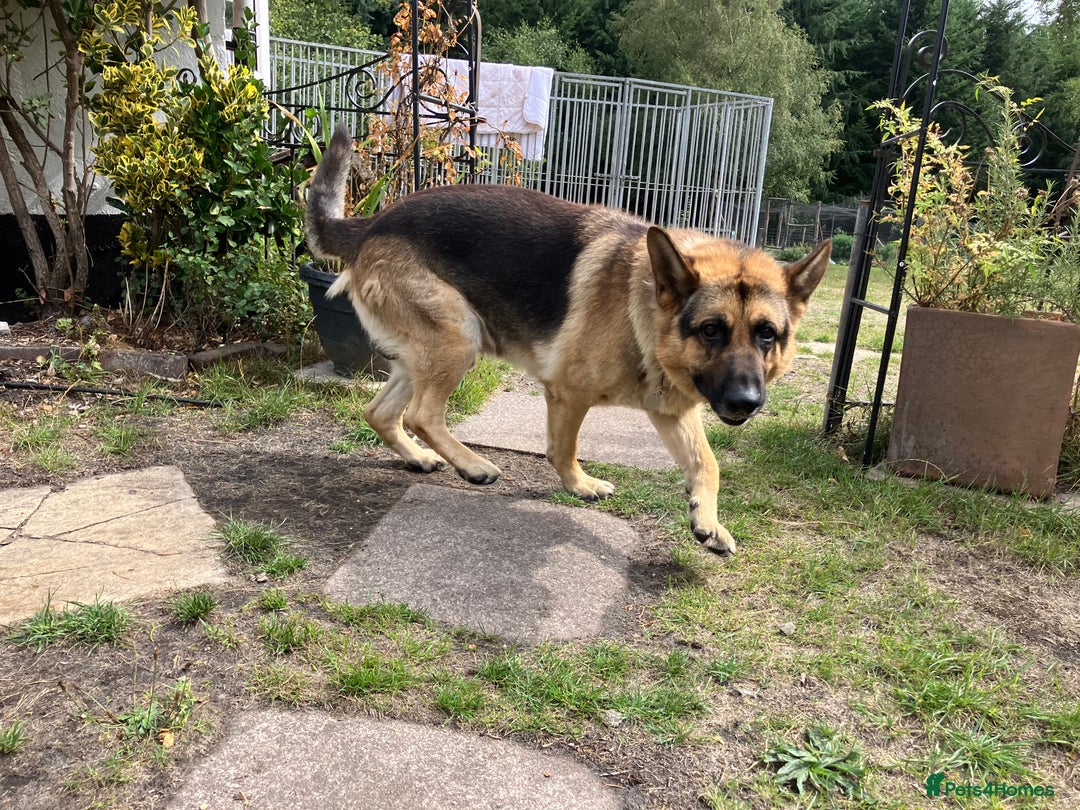 German Shepherd dogs for sale: GSD German Shepherd x Australian kelpie protector - Image 6