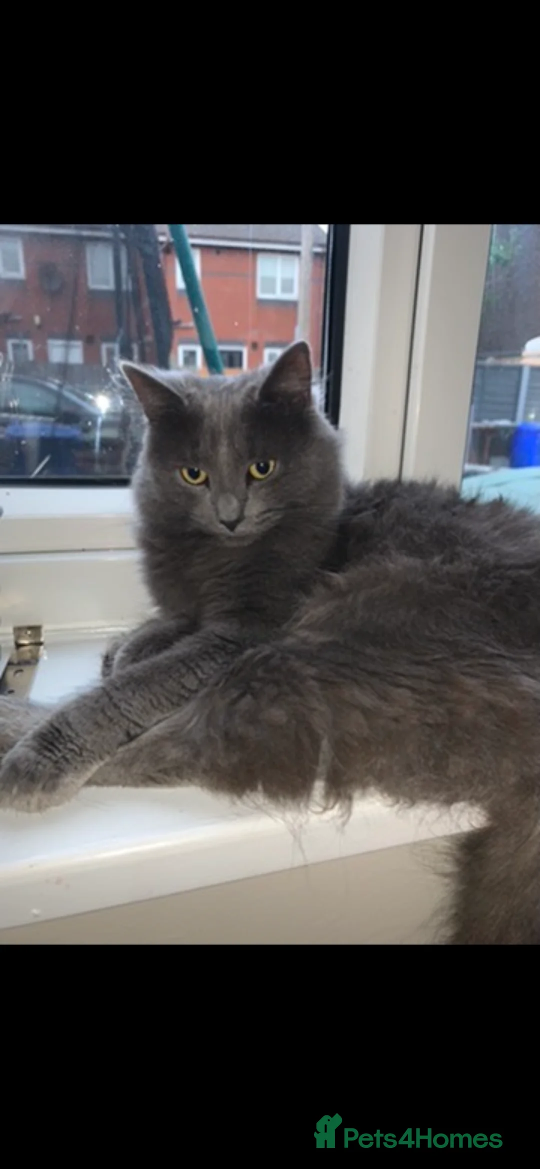 British Longhair cats for sale: Longhair domestic cat - Advert 1