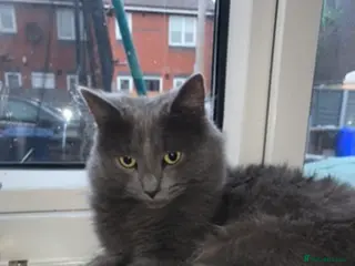 British Longhair cats Longhair domestic cat - Advert 2