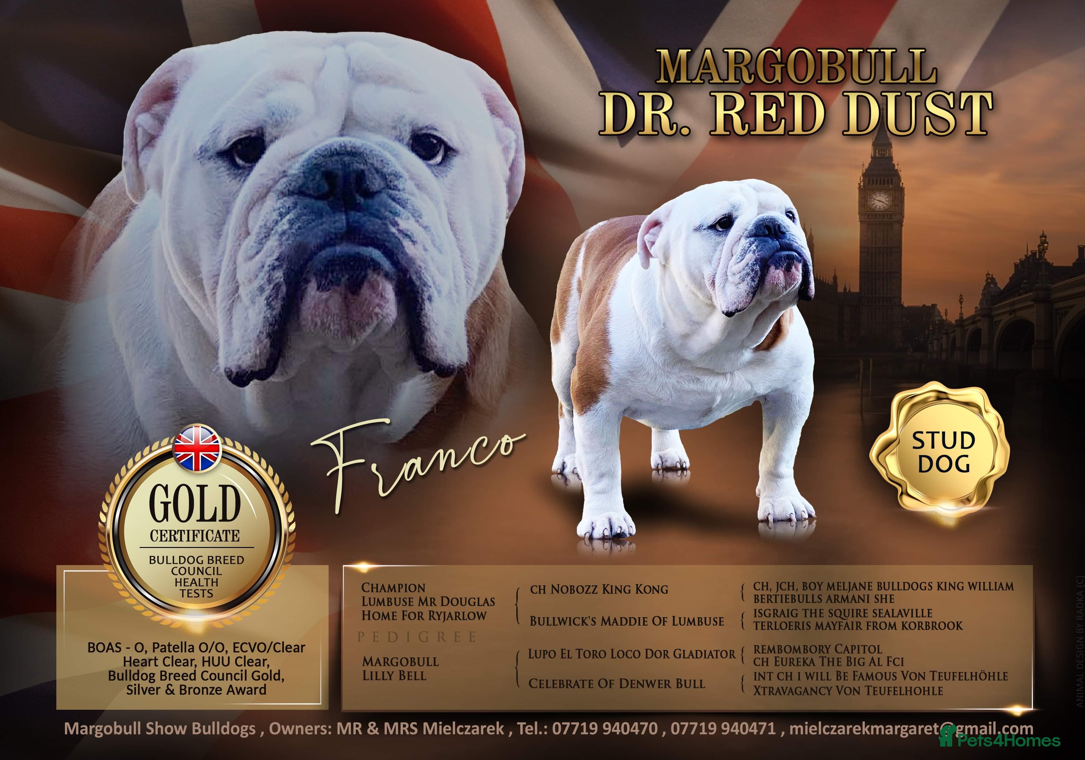 English Bulldog dogs Gold 🥇Health Tested KC registered Boy in Newport - Advert 1