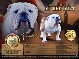 English Bulldog dogs Gold 🥇Health Tested KC registered Boy in Newport - Advert 2