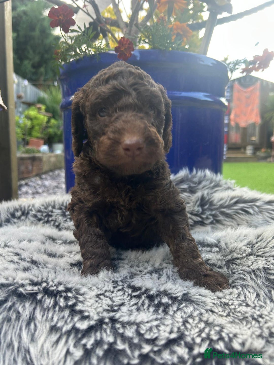 Australian Labradoodle dogs for sale: Australian Labradoodle - Image 18