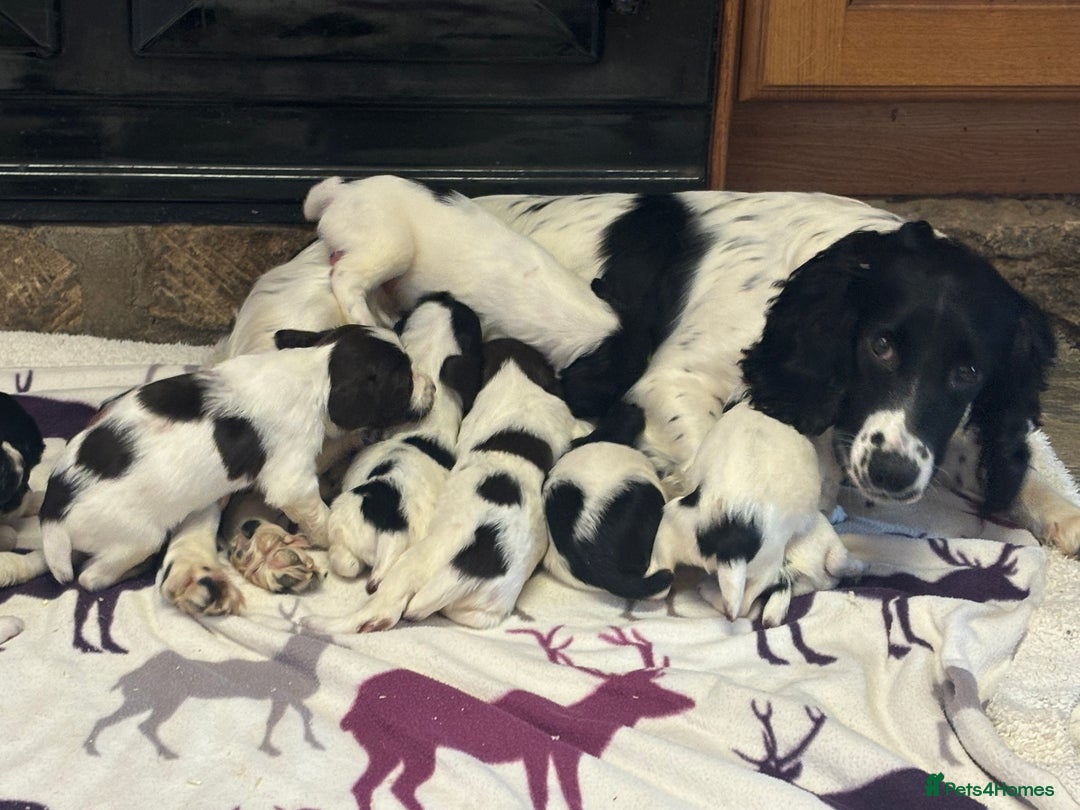 English Springer Spaniel dogs for sale: Stunning KC registered Springer Spaniel Girl  - Image 5