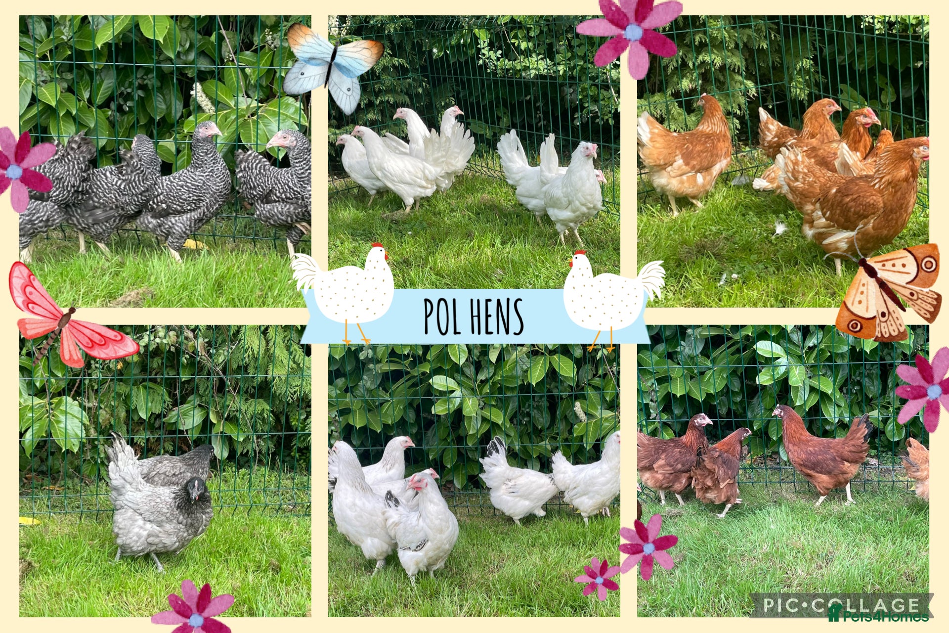 Chickens poultry Chickens Point of lay hens - Advert 12