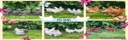 Chickens poultry for sale: Chickens Point of lay hens - Advert 1