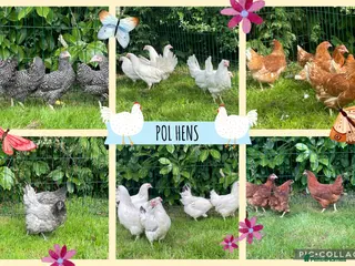 Chickens poultry Chickens Point of lay hens - Advert 12