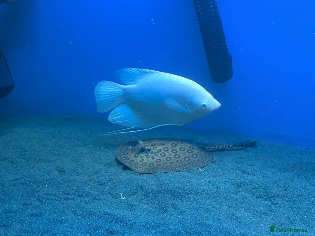 Other/Mixed Breed fish for sale: Stingray/ Turtles/ Fish - Advert 1