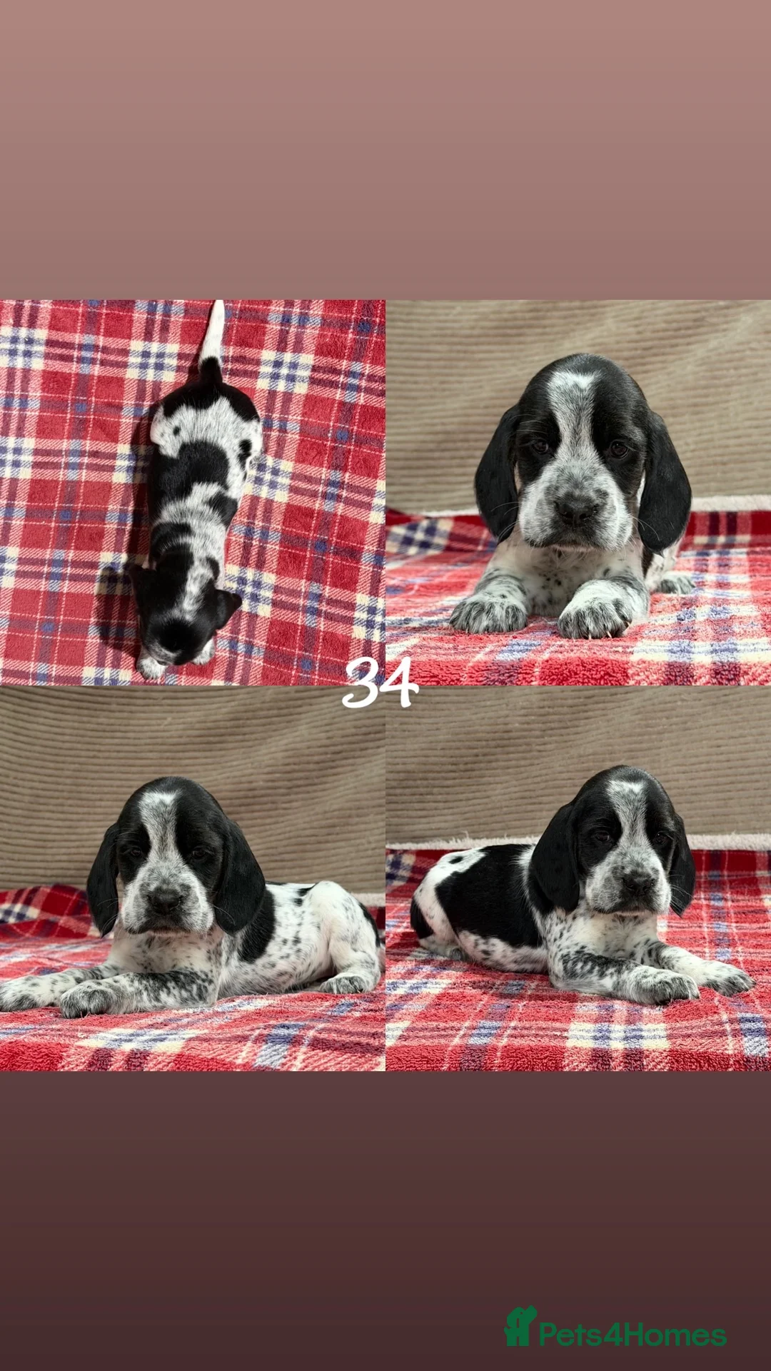 Bocker dogs for sale: STUNNING COCKER X BEAGLE PUPPIES  - Advert 23