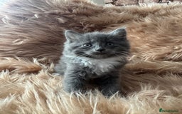 Ragdoll cats for sale: Ragdoll X  - Advert 2