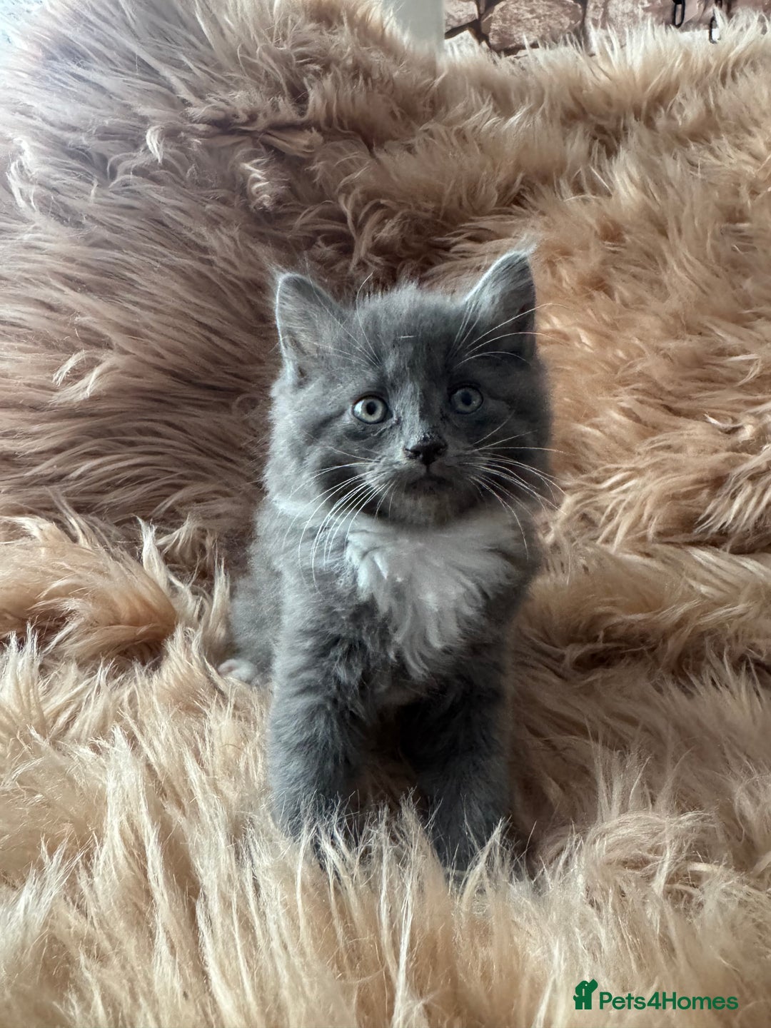 Ragdoll cats for sale: Ragdoll X  - Advert 2