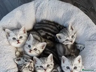 British Shorthair cats Imperial quality Silver Tabby kittens - Advert 1