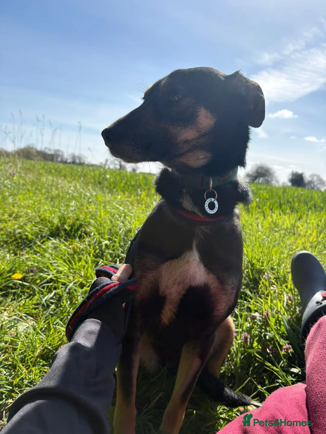 Mixed Breed dogs for adoption: Zelda - Norwich Norfolk  - Advert 2