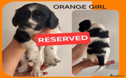 English Springer Spaniel dogs for sale: KC Registered ESS Pups *WELL MARKED* - Image 39