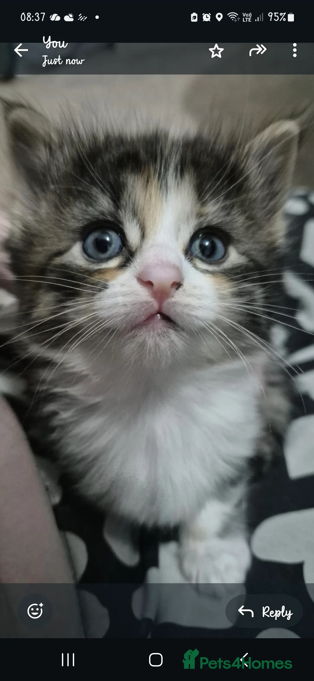 Ragdoll cats for sale: Ragdoll/Tabby - Advert 2