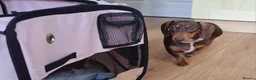 Dachshund dogs for sale: Minature dachshound puppies in Bedlington - Advert 1
