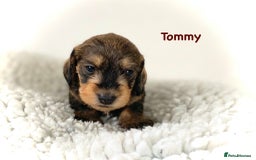 Miniature Dachshund dogs for sale: 5* Licenced-KC MINI wire-PRA & LAFORA clear - Image 10