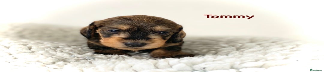 Miniature Dachshund Puppy 1