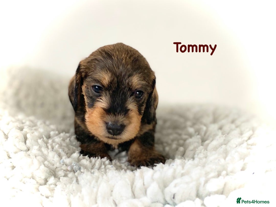 Miniature Dachshund dogs for sale: 5* Licenced-KC MINI wire-PRA & LAFORA clear - Image 10