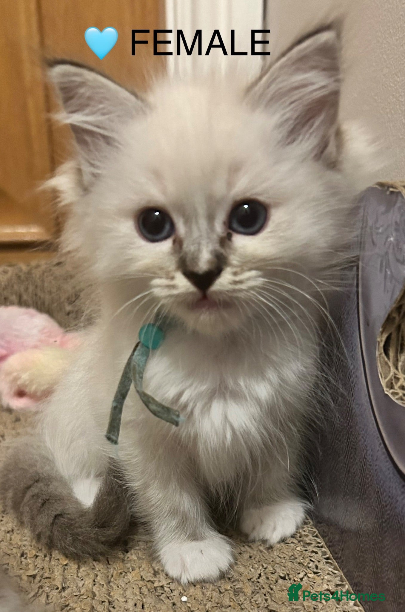 Ragdoll cats 😻 BEAUTIFUL RAGDOLL KITTENS BI COLOUR/LYNX 😻 - Advert 2