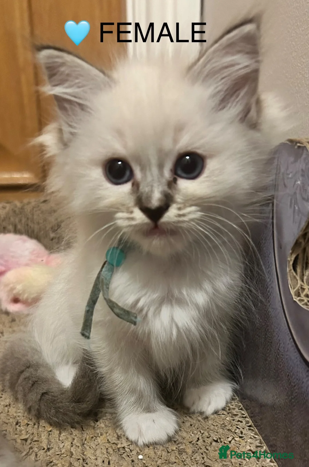 Ragdoll cats for sale: 😻READY NOW RAGDOLL KITTENS BI COLOUR/LYNX 😻 - Advert 2