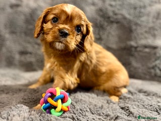 Cavalier King Charles Spaniel dogs Adorable KC Cavalier King Charles Spaniel Puppies - Advert 5