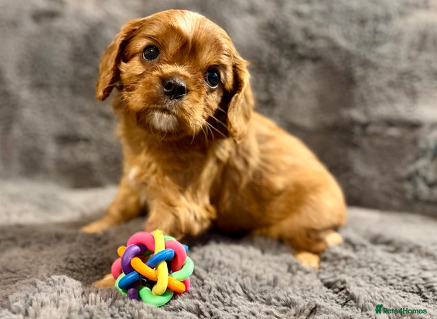 Cavalier King Charles Spaniel dogs Adorable KC Cavalier King Charles Spaniel Puppies - Advert 8
