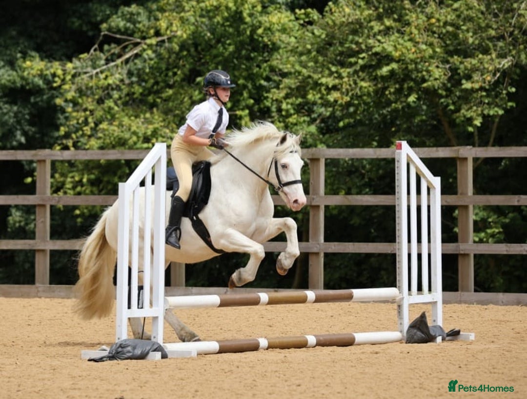 Other Breed horses for sale: Amazing pony club pony  - Image 5