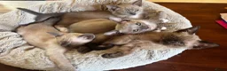 Tonkinese cats for sale: Exquisite Tonkdolls - Advert 13
