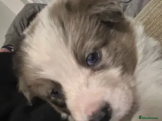 Border Collie dogs 8 Gorgeous Border Collie Puppies for Sale - Advert 5