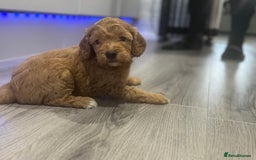 Cavapoo dogs for sale: x4 cockapoos puppies - Advert 9