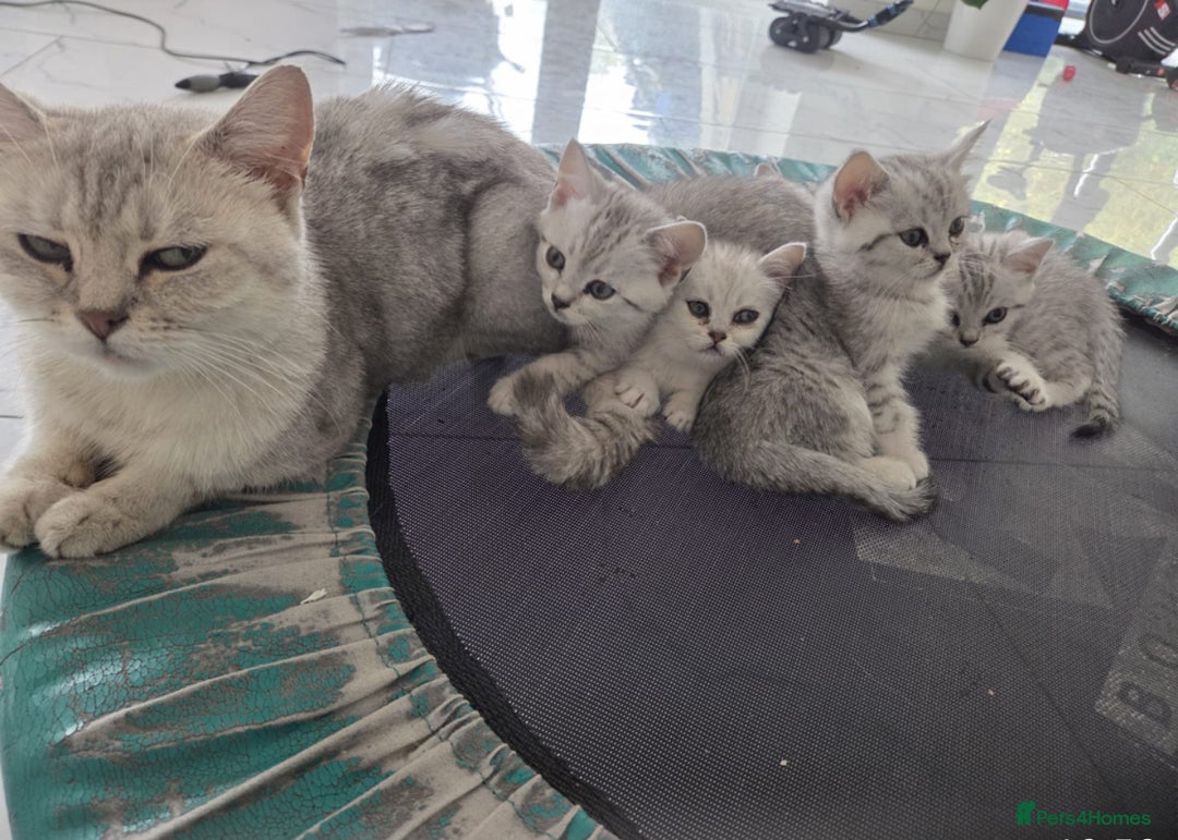 British Shorthair cats for sale: Silver 12 Week Old British Shorthair Kittens  - Image 7