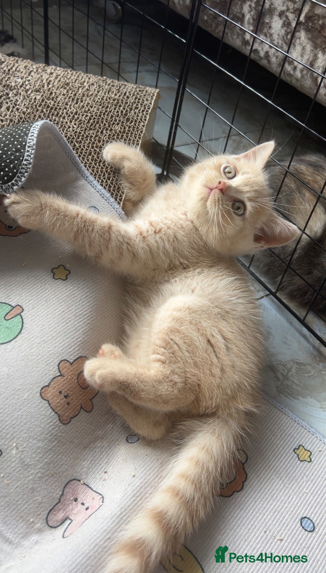 British Shorthair cats Gccf British short hairs 🐾 🥇 UPDATED PHOTOS 🐾  - Advert 2