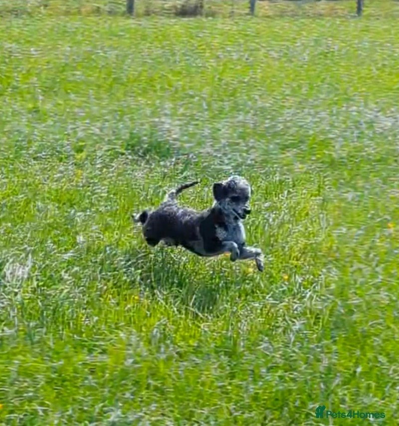 Cockapoo dogs Beautiful Litter of Stunning Cockerpoo Puppies - Advert 2
