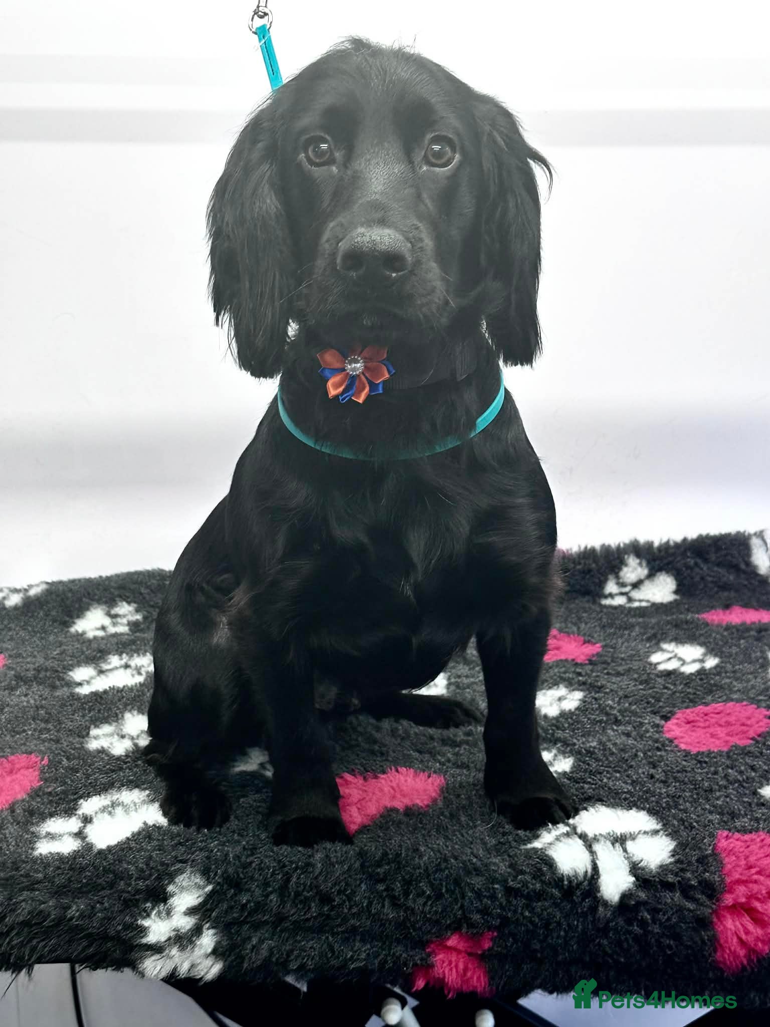 English Springer Spaniel dogs Loving home needed - Advert 6