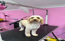 Cockapoo dogs for sale: Cockapoo puppies  - Image 2