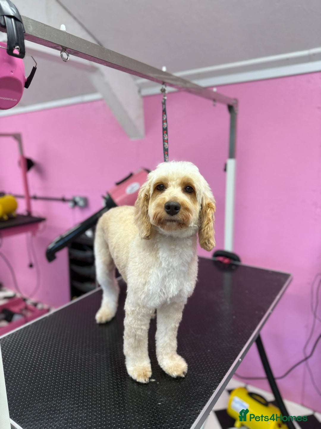 Cockapoo dogs for sale: Cockapoo puppies  - Image 2