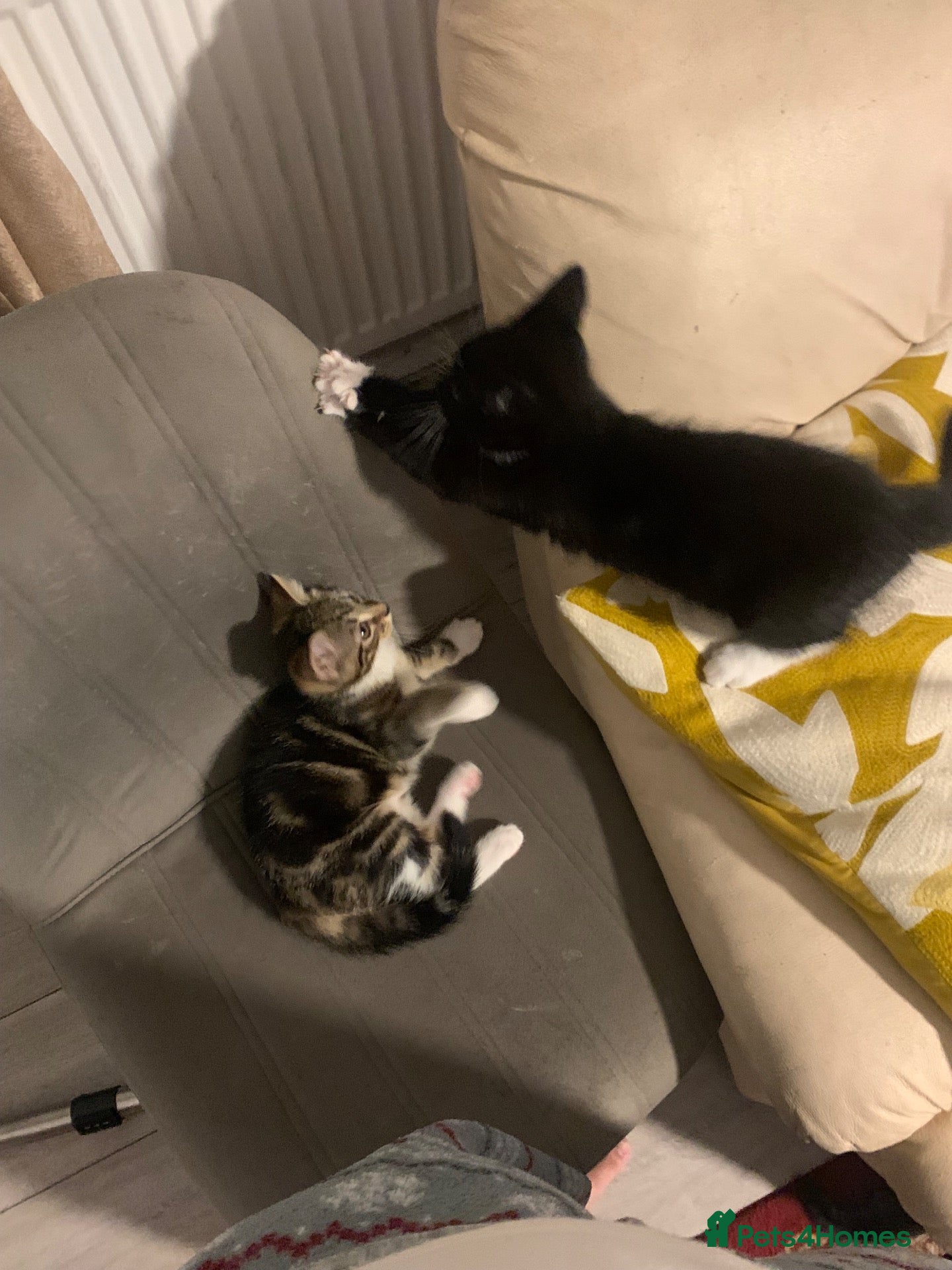 Mixed Breed cats 2 cute female kittens for sale! - Advert 2