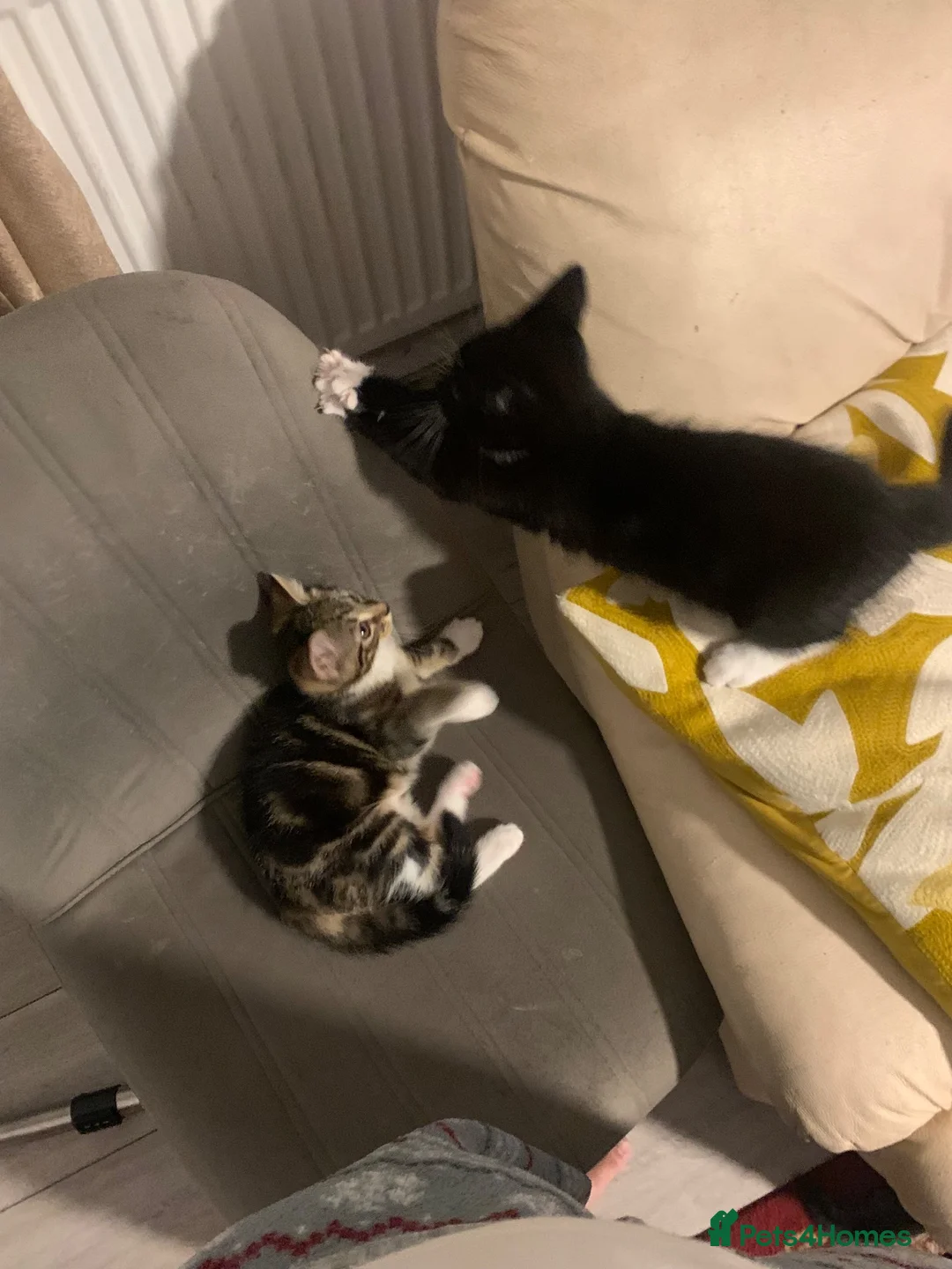 Mixed Breed cats for sale: 2 cute female kittens for sale! in Dagenham - Advert 1