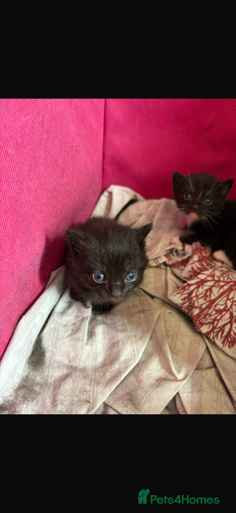 Mixed Breed cats for sale: 2 male kittens and 1 female  - Advert 2
