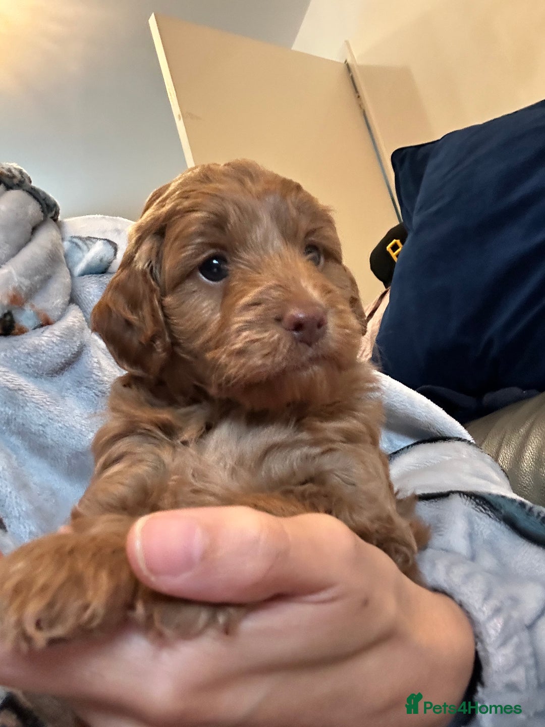 Cockapoo dogs for sale: Cockapoo puppies for Sale - Image 3