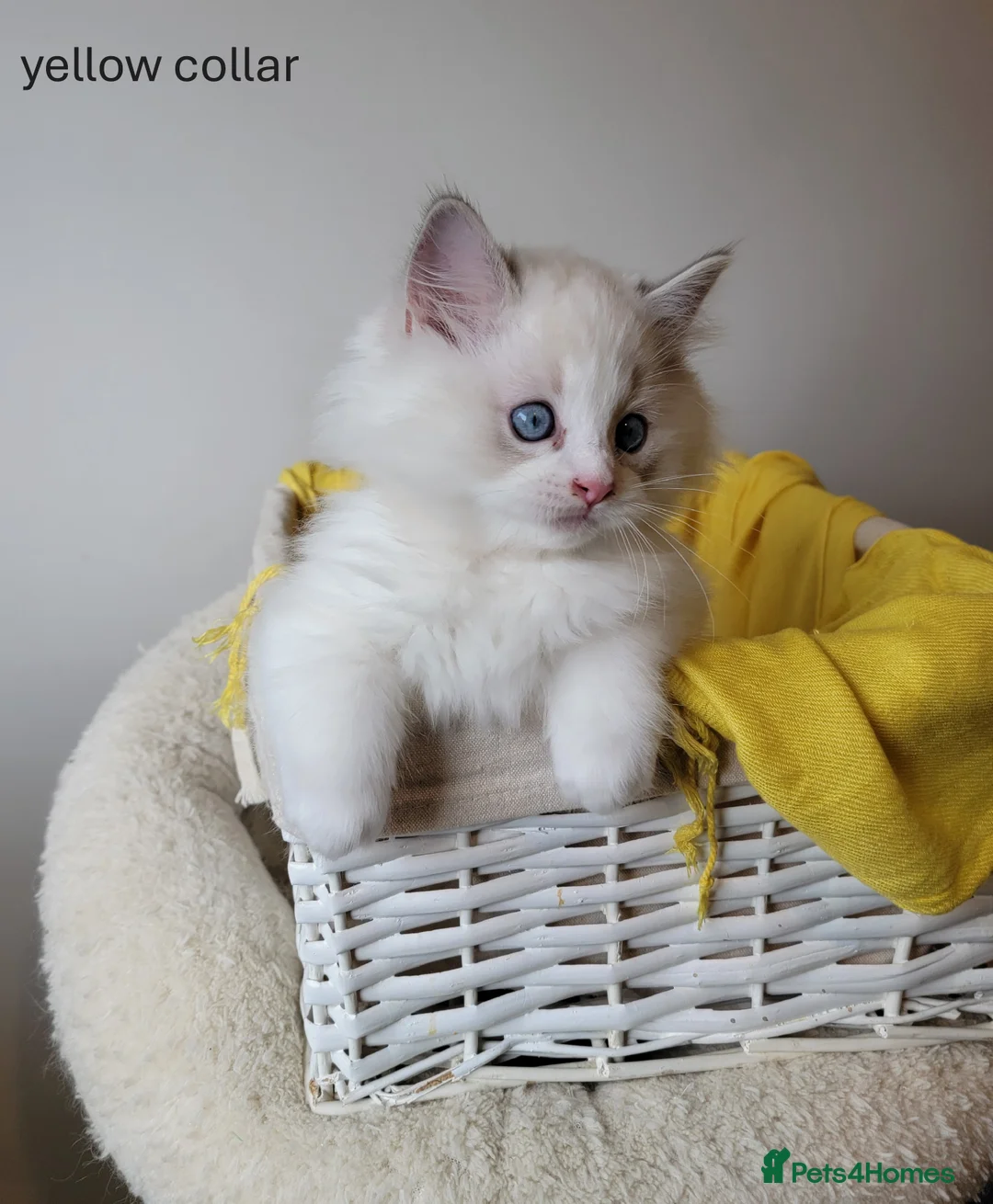 Ragdoll cats for sale: 😸Fully GCCF Certified Pedigree Ragdoll kittens💕 - Advert 5
