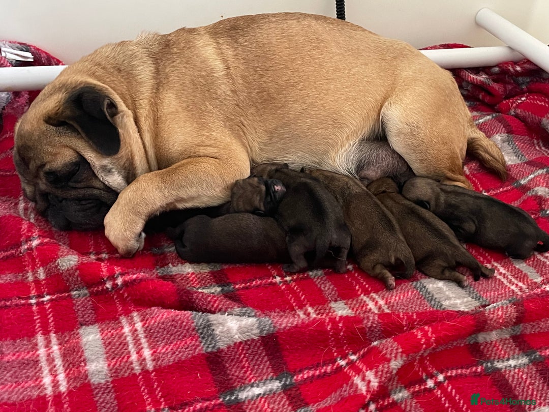 Pug dogs for sale:  Deep apricot multi champion pedigree pug puppies  in Bolton - Image 26