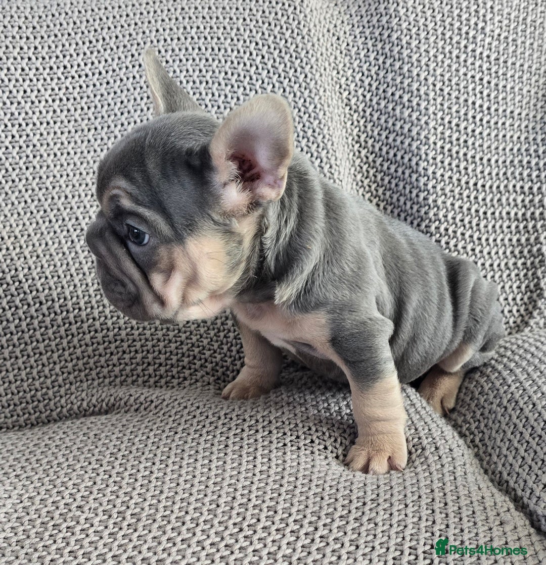 French Bulldog dogs for sale: luxury frenchies - Image 5